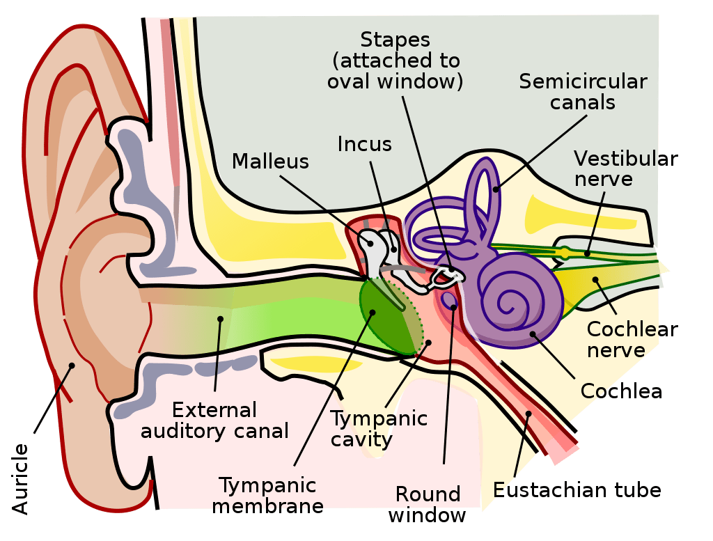 otitis media