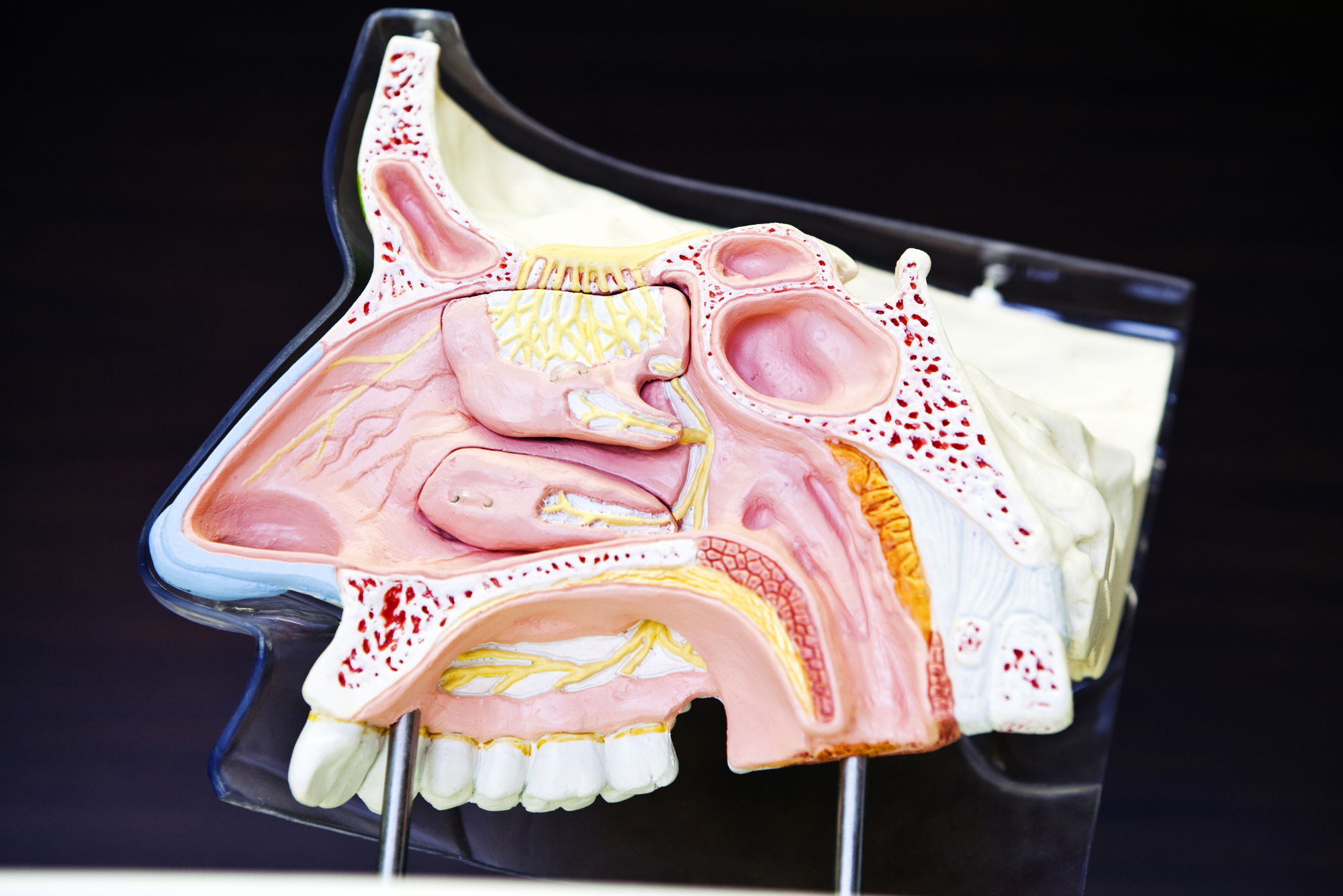An anatomical model showing a sliced view of the inside of a nose and the sinus system.